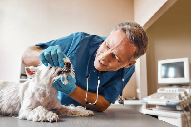 Best 24-Hour Emergency Dentist in Albany, LA